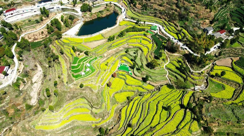 河头镇的大片茶园。临海市委宣传部供图