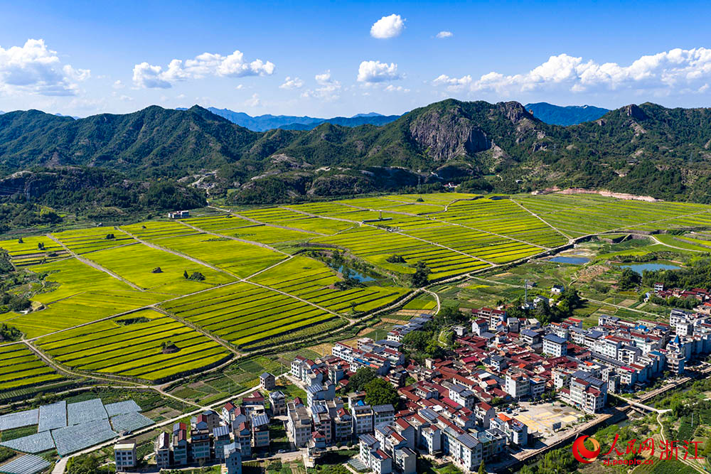 在浙江省麗水市縉雲縣舒洪鎮,黃綠相間的稻浪與錯落的村庄、連綿的山巒共同構成一幅美麗的田園畫卷。人民網 章勇濤攝