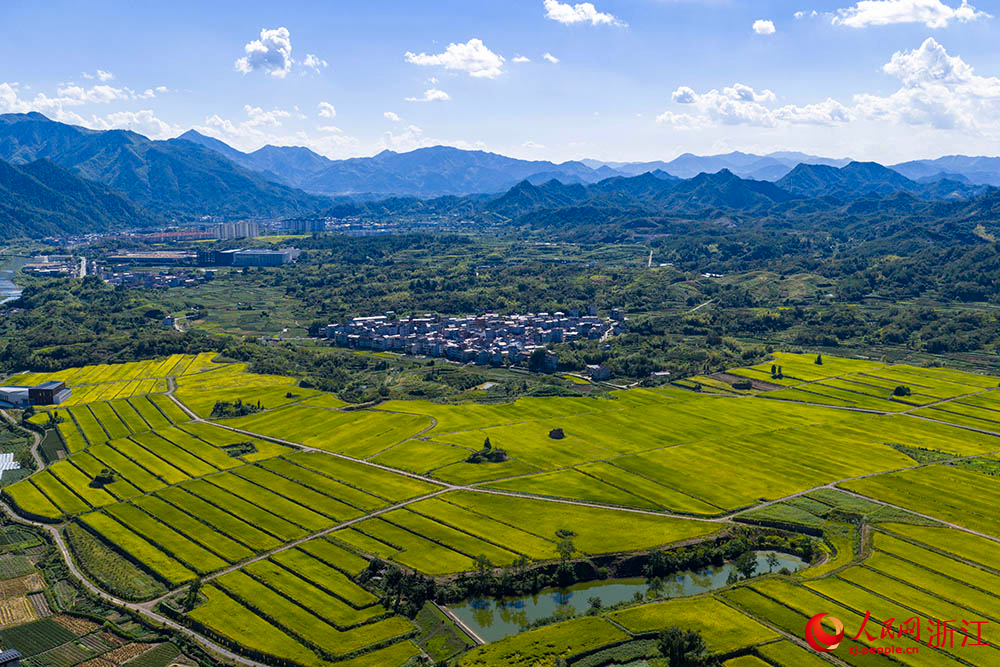 在浙江省麗水市縉雲縣舒洪鎮，黃綠相間的稻浪與錯落的村庄、連綿的山巒共同構成一幅美麗的田園畫卷。人民網 章勇濤攝