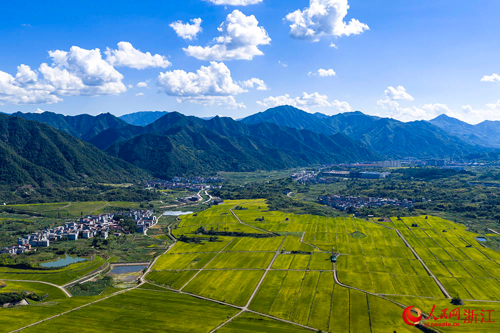 在浙江省麗水市縉雲縣舒洪鎮，黃綠相間的稻浪與錯落的村庄、連綿的山巒共同構成一幅美麗的田園畫卷。人民網 章勇濤攝