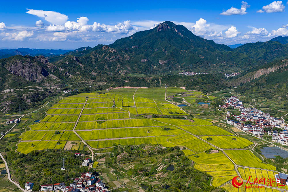 在浙江省麗水市縉雲縣舒洪鎮，黃綠相間的稻浪與錯落的村庄、連綿的山巒共同構成一幅美麗的田園畫卷。人民網 章勇濤攝