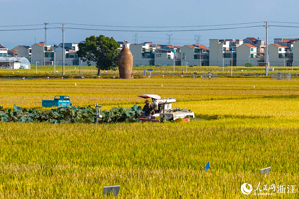 在浙江省嵊州市甘霖鎮的一處高標准農田水稻種植區，金黃稻浪與遠處青山、村庄相映成趣，勾勒出一幅生機盎然的鄉村豐收畫卷。人民網 章勇濤攝