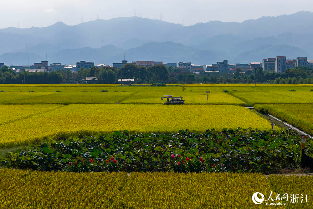 在浙江省嵊州市甘霖鎮的一處高標准農田水稻種植區,金黃稻浪與遠處青山、村庄相映成趣,勾勒出一幅生機盎然的鄉村豐收畫卷。人民網 章勇濤攝
