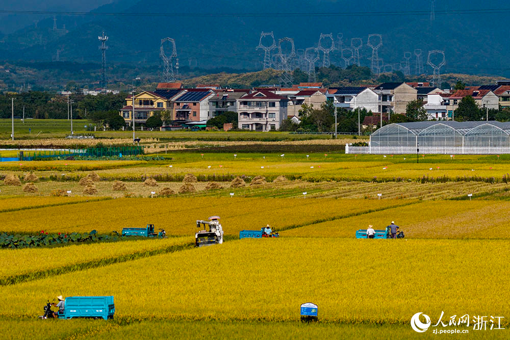 在浙江省嵊州市甘霖鎮的一處高標准農田水稻種植區,金黃稻浪與遠處青山、村庄相映成趣,勾勒出一幅生機盎然的鄉村豐收畫卷。人民網 章勇濤攝