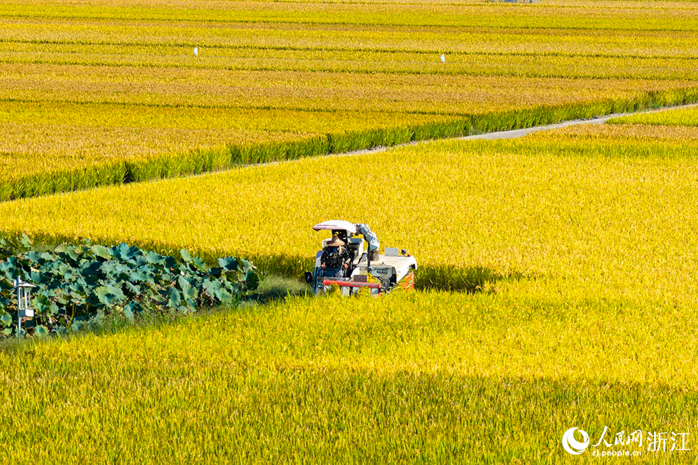 在浙江省嵊州市甘霖鎮的一處高標准農田水稻種植區,農機收割水稻。人民網 章勇濤攝