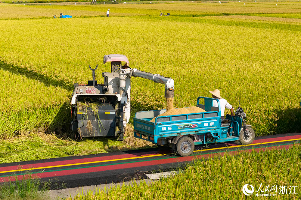 在浙江省嵊州市甘霖鎮的一處高標准農田水稻種植區,農機收割水稻。人民網 章勇濤攝
