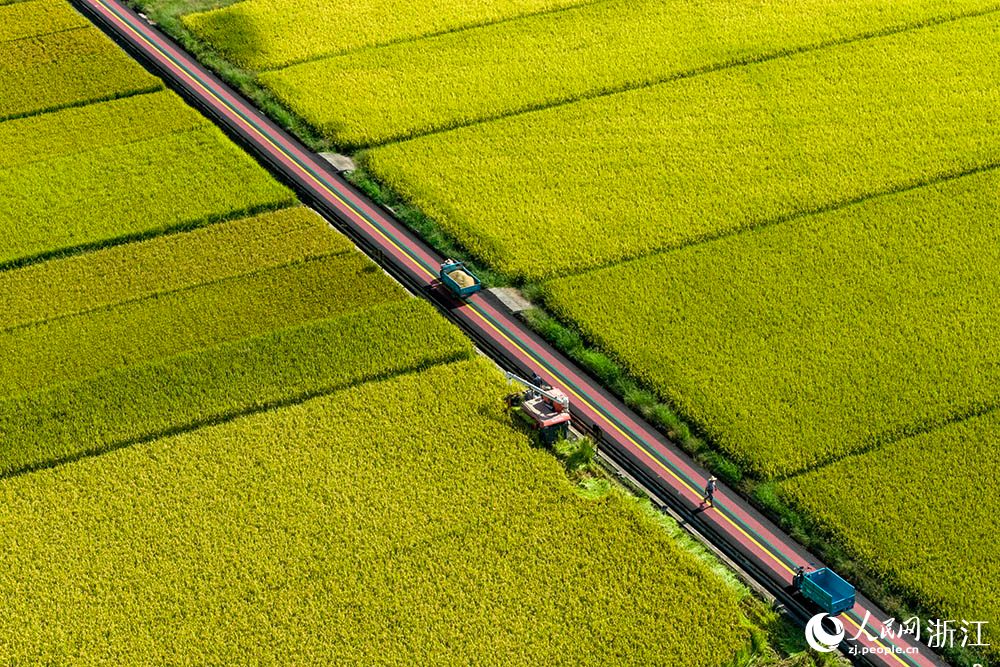 在浙江省嵊州市甘霖鎮的一處高標准農田水稻種植區,農機收割水稻。人民網 章勇濤攝