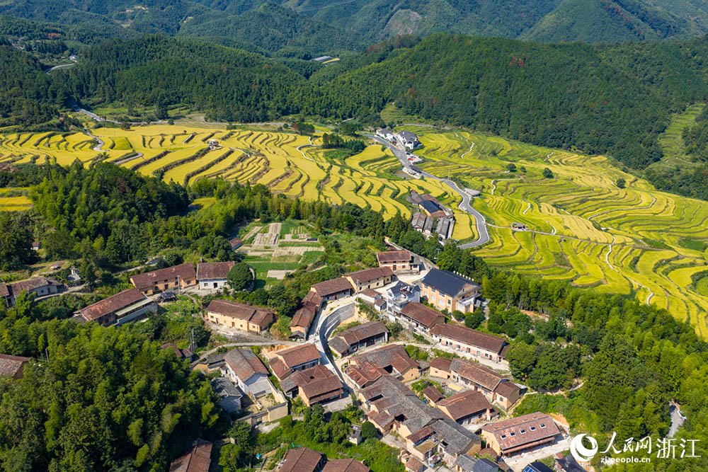 浙江省龙泉市鿎石街道李山头村的千亩稻田一片金黄，构成一幅生机勃勃的“丰”景画卷。人民网 章勇涛摄