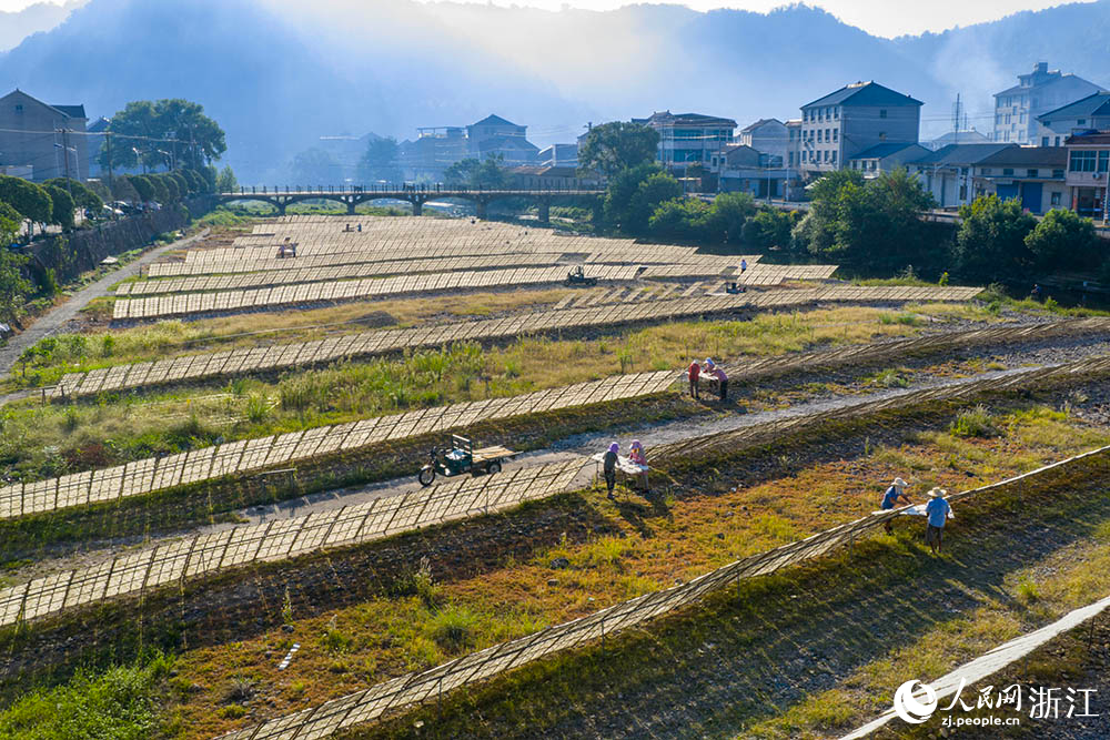 一排排榨面在阳光下舒展，与乡村景致相映，构成一道充满生活气息的独特风景线。人民网 章勇涛摄