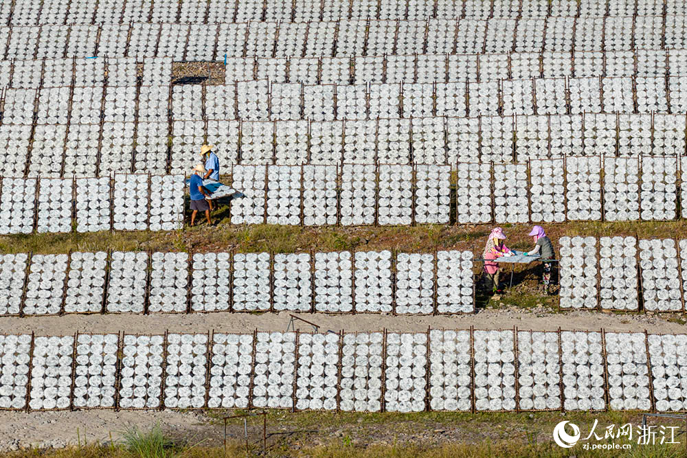 一排排榨面在陽光下舒展，與鄉村景致相映，構成一道充滿生活氣息的獨特風景線。人民網 章勇濤攝