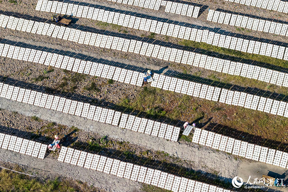 一排排榨面在陽光下舒展，與鄉村景致相映，構成一道充滿生活氣息的獨特風景線。人民網 章勇濤攝