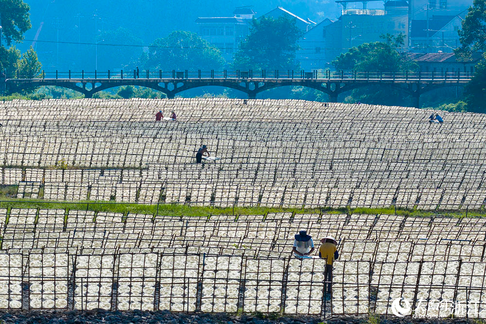 一排排榨面在陽光下舒展，與鄉村景致相映，構成一道充滿生活氣息的獨特風景線。人民網 章勇濤攝