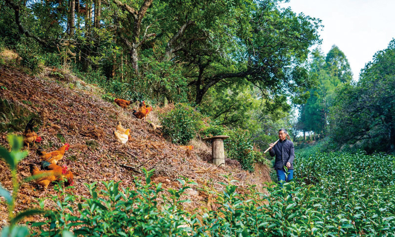 浙江仙居古杨梅群复合种养系统。仙居县委宣传部供图