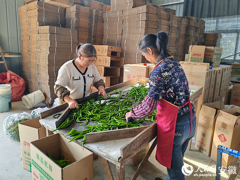 工人正在分揀不同品質的杭椒。人民網 丁紀攝