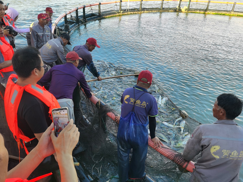 “渔业振兴先锋分队”助力大黄鱼喜获丰产。
