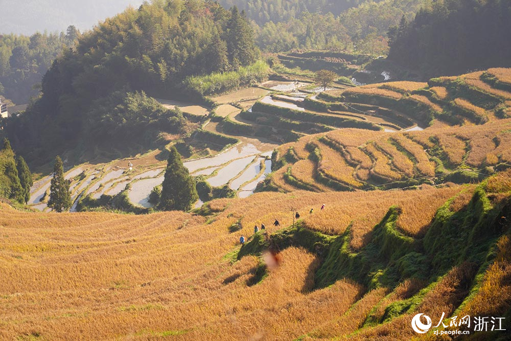 游客在云和梯田欣赏秋色、乐享时光。人民网 章勇涛摄