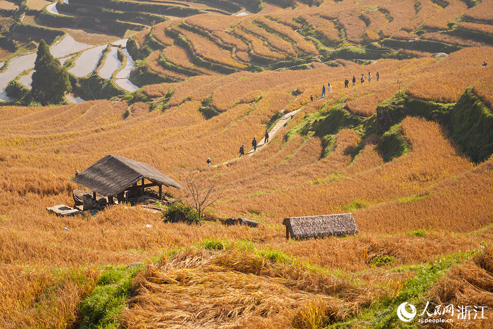 游客在云和梯田欣赏秋色、乐享时光。人民网 章勇涛摄