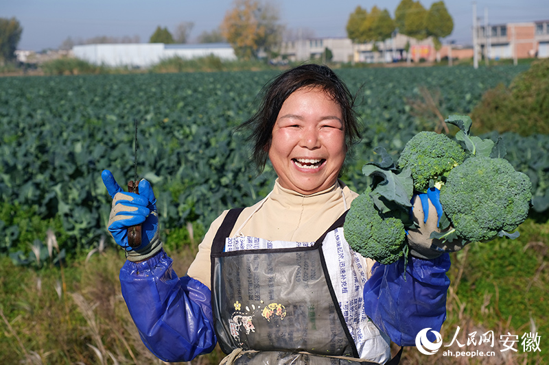 工人在采摘西兰花。人民网记者 陶涛摄