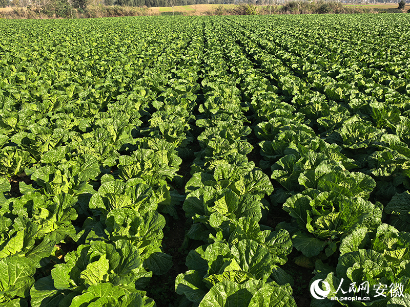 双鹿村的菜地。人民网记者 韩震震摄