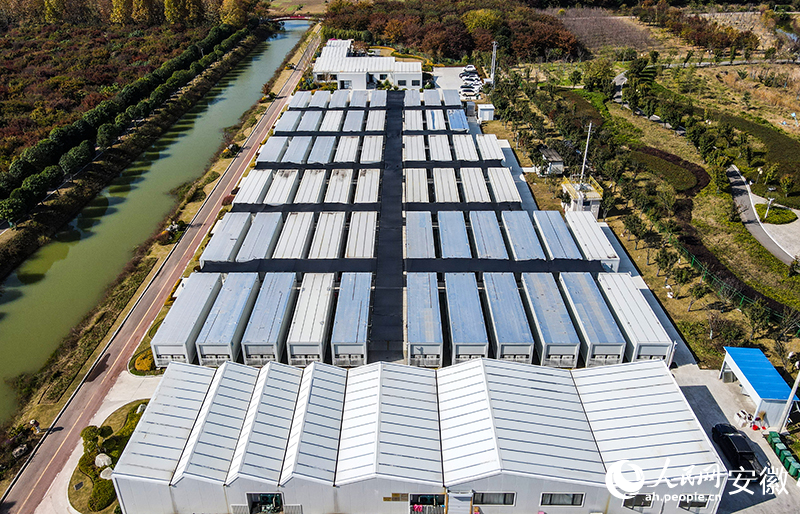 航拍蒙城森林公园的智能菌菇生产基地。人民网记者 陶涛摄