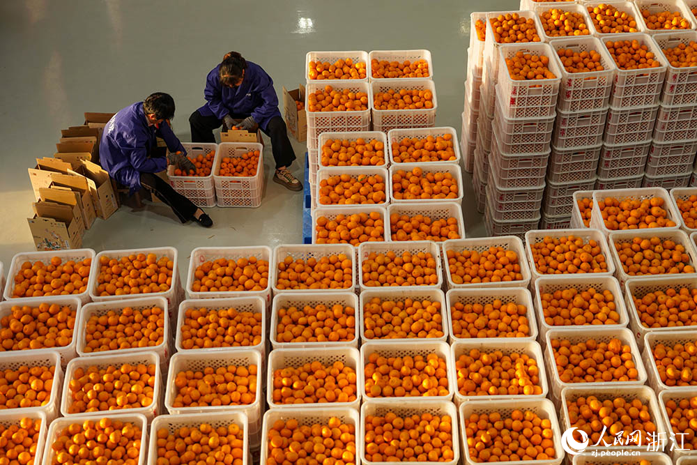浙江省台州市黄岩区，果农正在包装柑橘。人民网 章勇涛摄