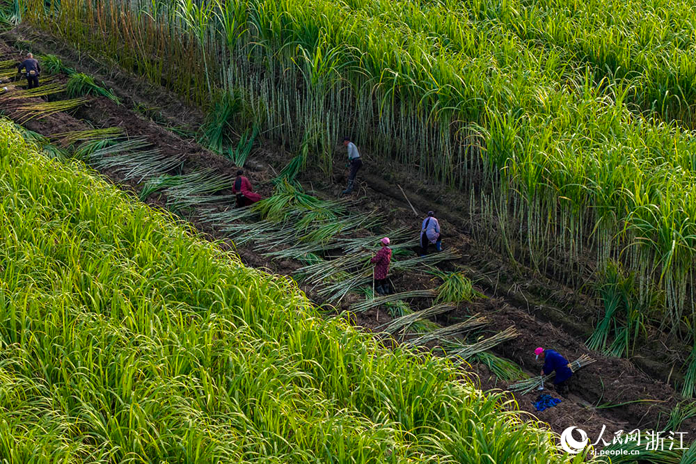 农户在浙江省台州市黄岩区甘蔗种植地采收甘蔗。人民网 章勇涛摄