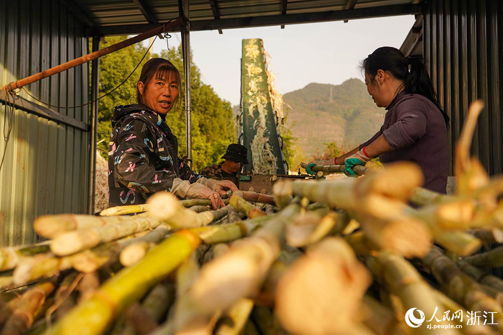 浙江省台州市黄岩区一红糖厂，榨取甘蔗汁。人民网 章勇涛摄