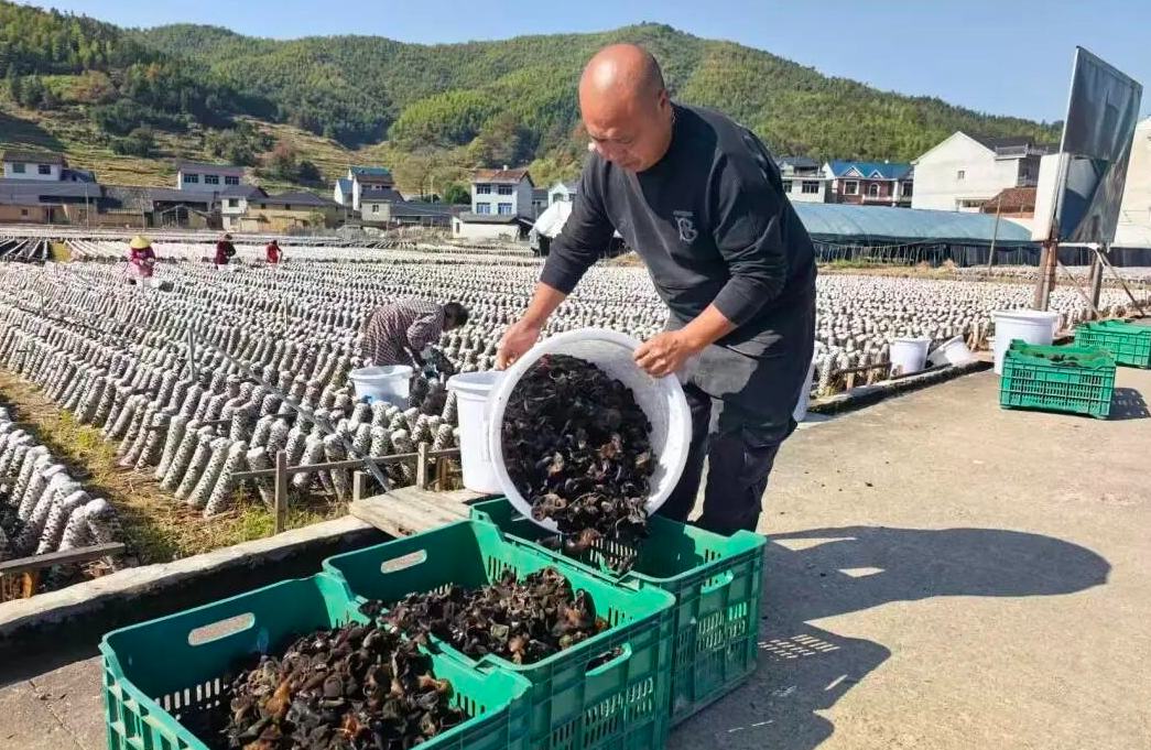 头茬，正式开采！