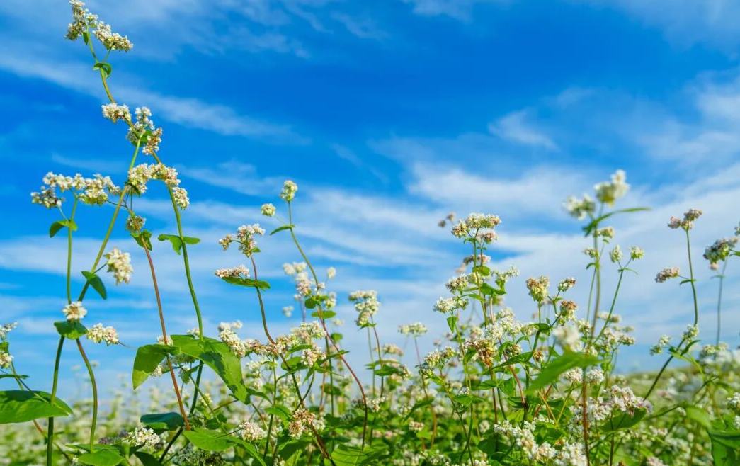 柯城400余亩荞麦花海上线