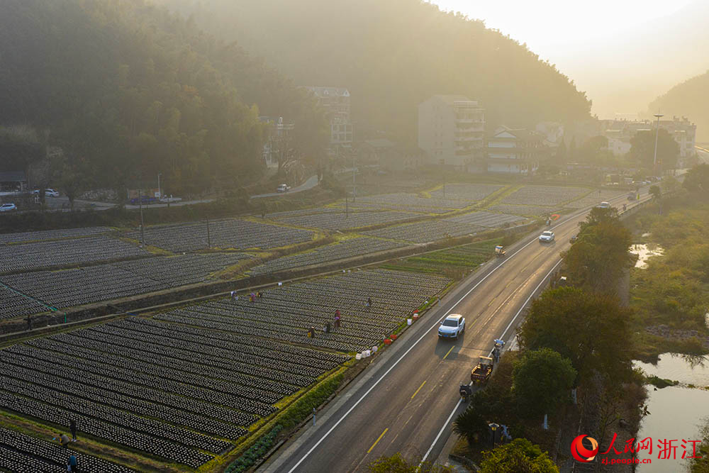 浙江省龙泉市一黑木耳种植基地里，农户们忙着采摘黑木耳。人民网 章勇涛摄