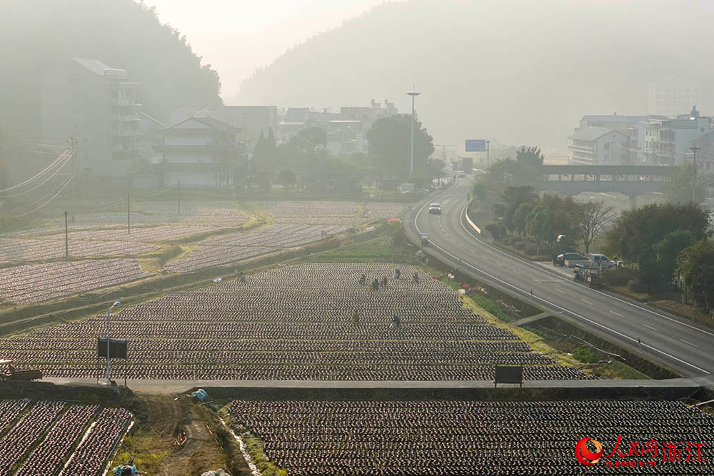 浙江省龙泉市一黑木耳种植基地里，农户们忙着采摘黑木耳。人民网 章勇涛摄