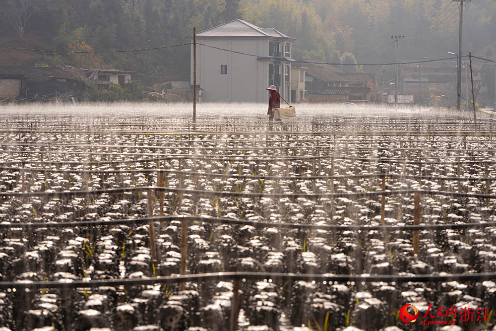 浙江省龙泉市一黑木耳种植基地里，农户们忙着采摘黑木耳。人民网 章勇涛摄