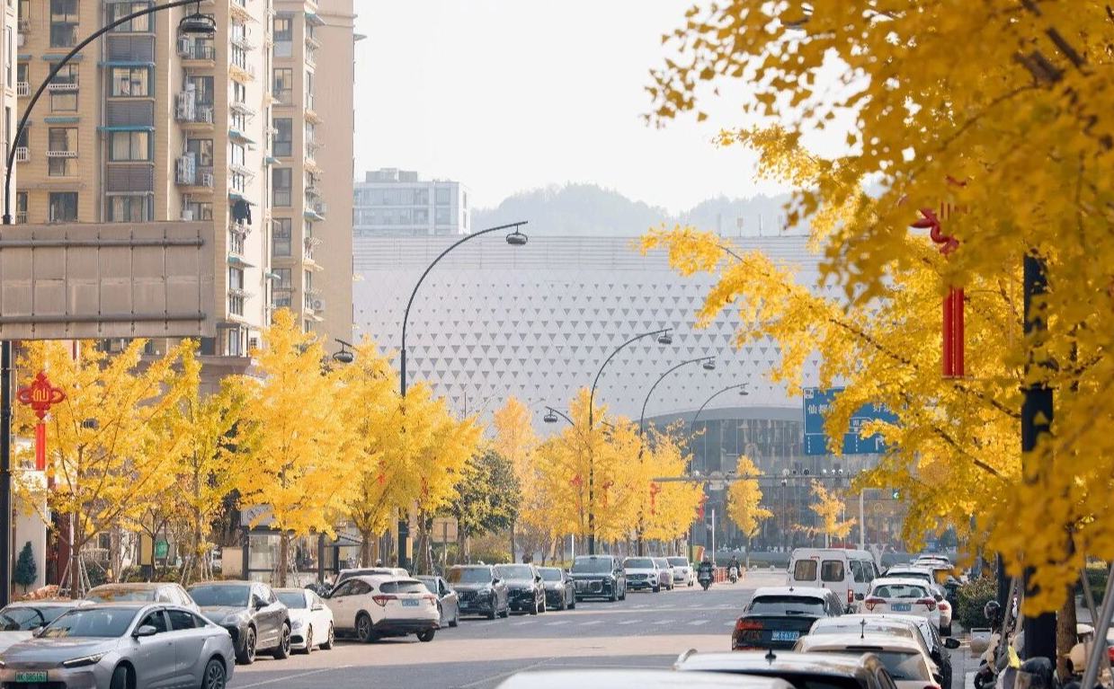 缙云街头的“秋日浪漫”，等你来打卡