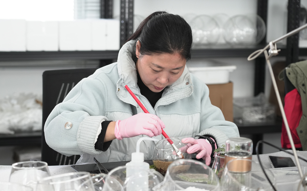 丽水市莲都区老竹畲族镇共富工坊内，工作人员进行苔藓栽种。刘嘉颖摄