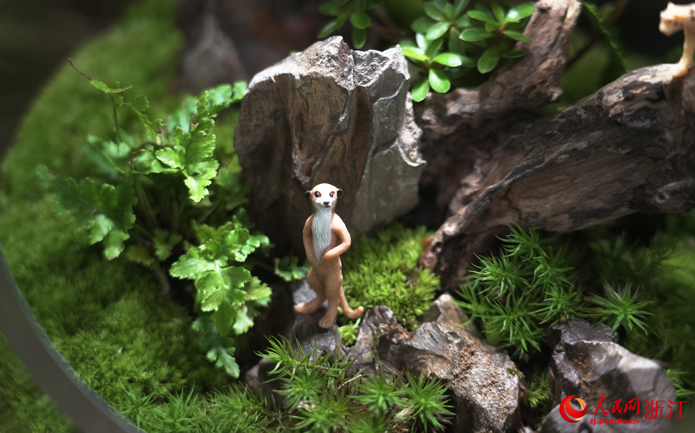 丽水市莲都区老竹畲族镇共富工坊内的苔藓微瓶栽。人民网 刘欣蔚摄