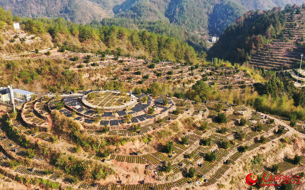 丽水市莲都区老竹畲族镇苔藓种植基地。人民网 刘欣蔚摄