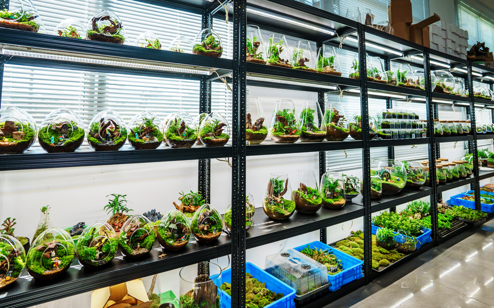 丽水市莲都区老竹畲族镇共富工坊内,苔藓微景观整齐展示。老竹畲族镇供图