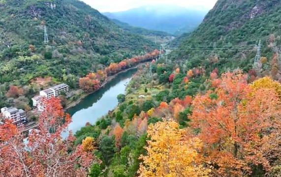 灘林如詩，紅柿如畫