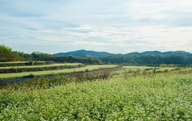柯城400余亩荞麦花海上线！绝美出片的背后是……