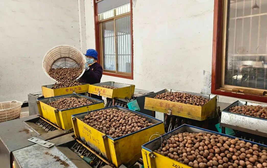 日销10万元，年产超千吨！淳安这颗“常香果”火了