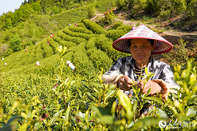 浙江宁海：生态茶园采茶忙