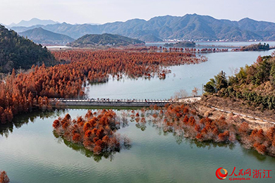 台州黄岩：水杉换红装 冬景美如画