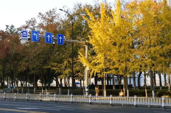 含“金”量超高！