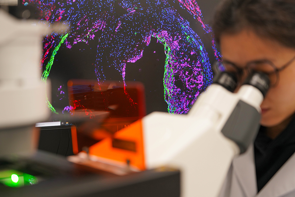 11月6日，在西湖实验室，科研人员廖美华通过共聚焦显微镜观察小鼠心血管多色成像。