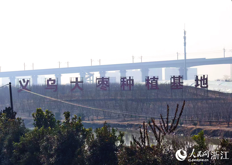 义乌大枣种植基地。人民网记者 康梦琦摄