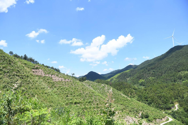 天山村油茶基地。徐夢嬋攝