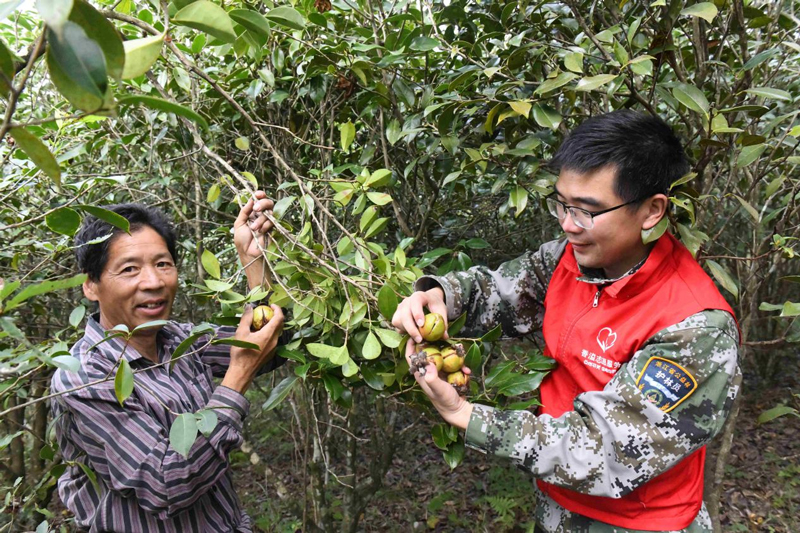 駐村干部朱品強（右）和農戶檢查油茶果實生長狀況。戴聖雲攝