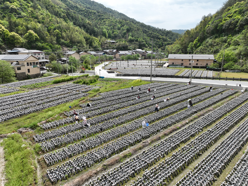 安平村稻菌轮作项目。吴小俊摄