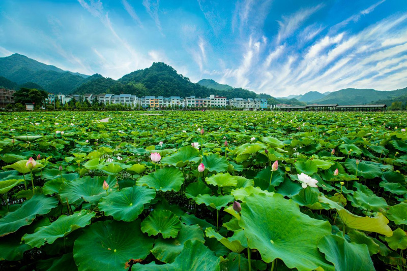 潭頭村荷花種植基地。余志明攝