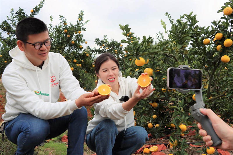 “元小播”團隊開展甜桔柚直播。胡婷攝